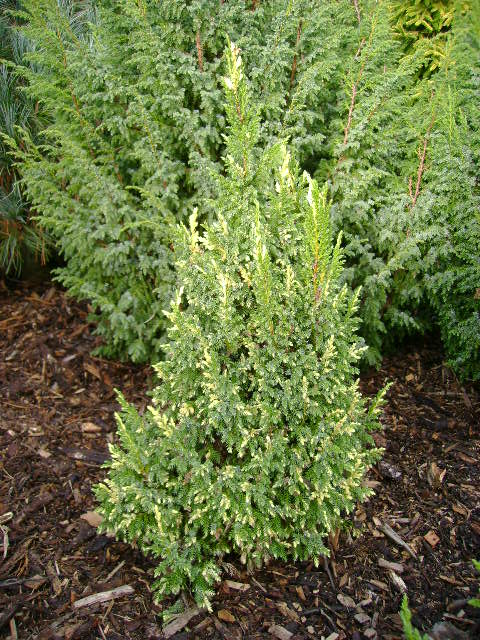 Juniperus pingii 'Filips Little Spot'